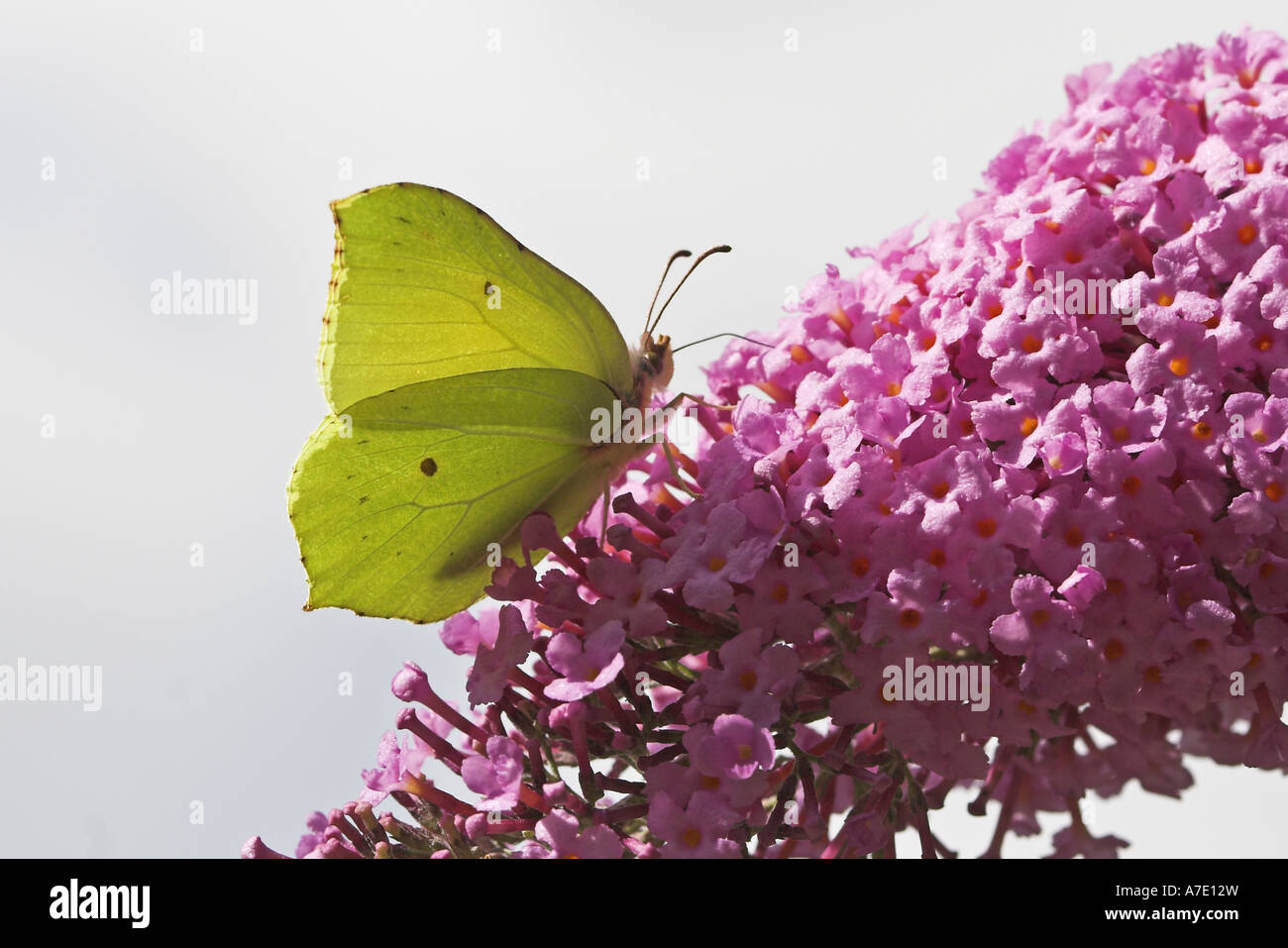 brimstone (Gonepteryx rhamni), suckling on the flowers of  abutterfly bush Stock Photo