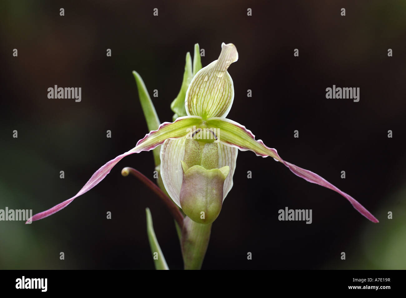 Longleaved Phragmipedium (Phragmipedium longifolium), flower Stock Photo