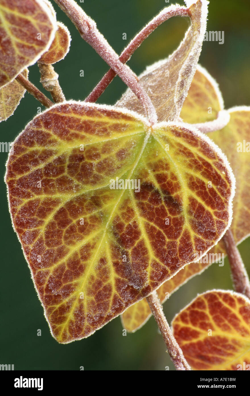 Closeup of frosted ivy leaves Stock Photo Alamy