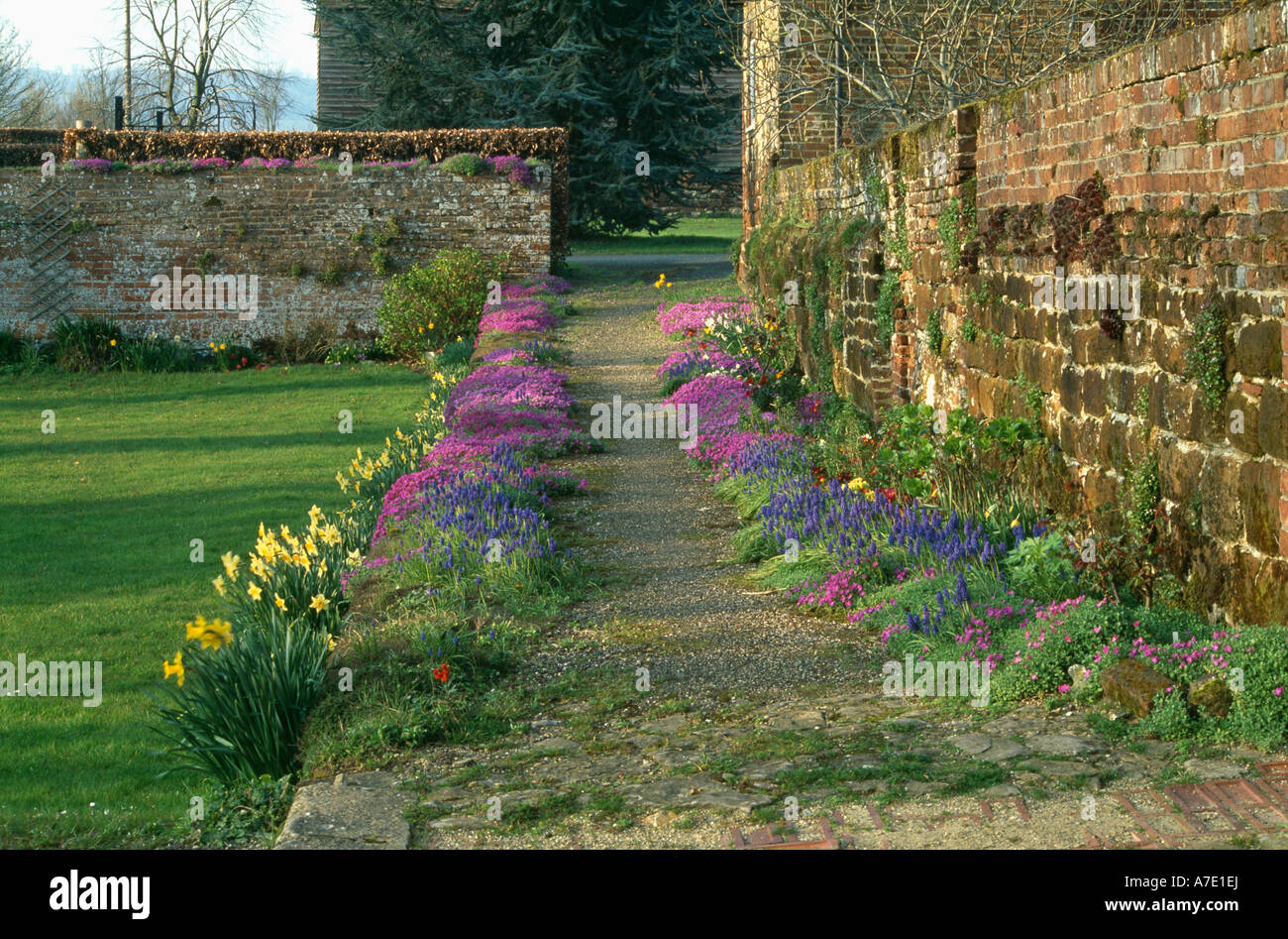 Path with purple aubretia borders below old brick wall in Spring garden Stock Photo