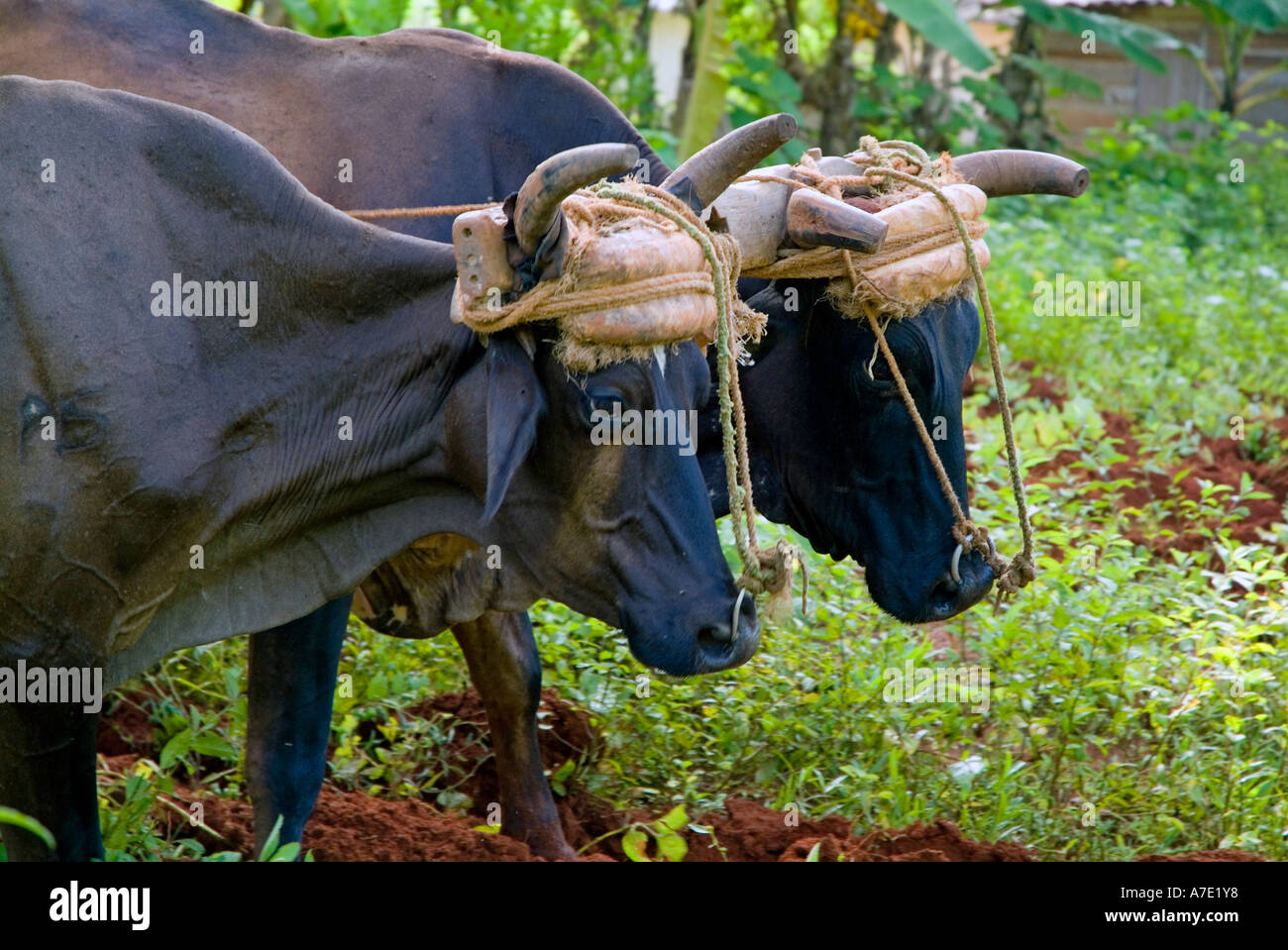 Two bulls / oxen ploughing in a field, Vinales, Pinar Del Rio Province, Cuba. Stock Photo