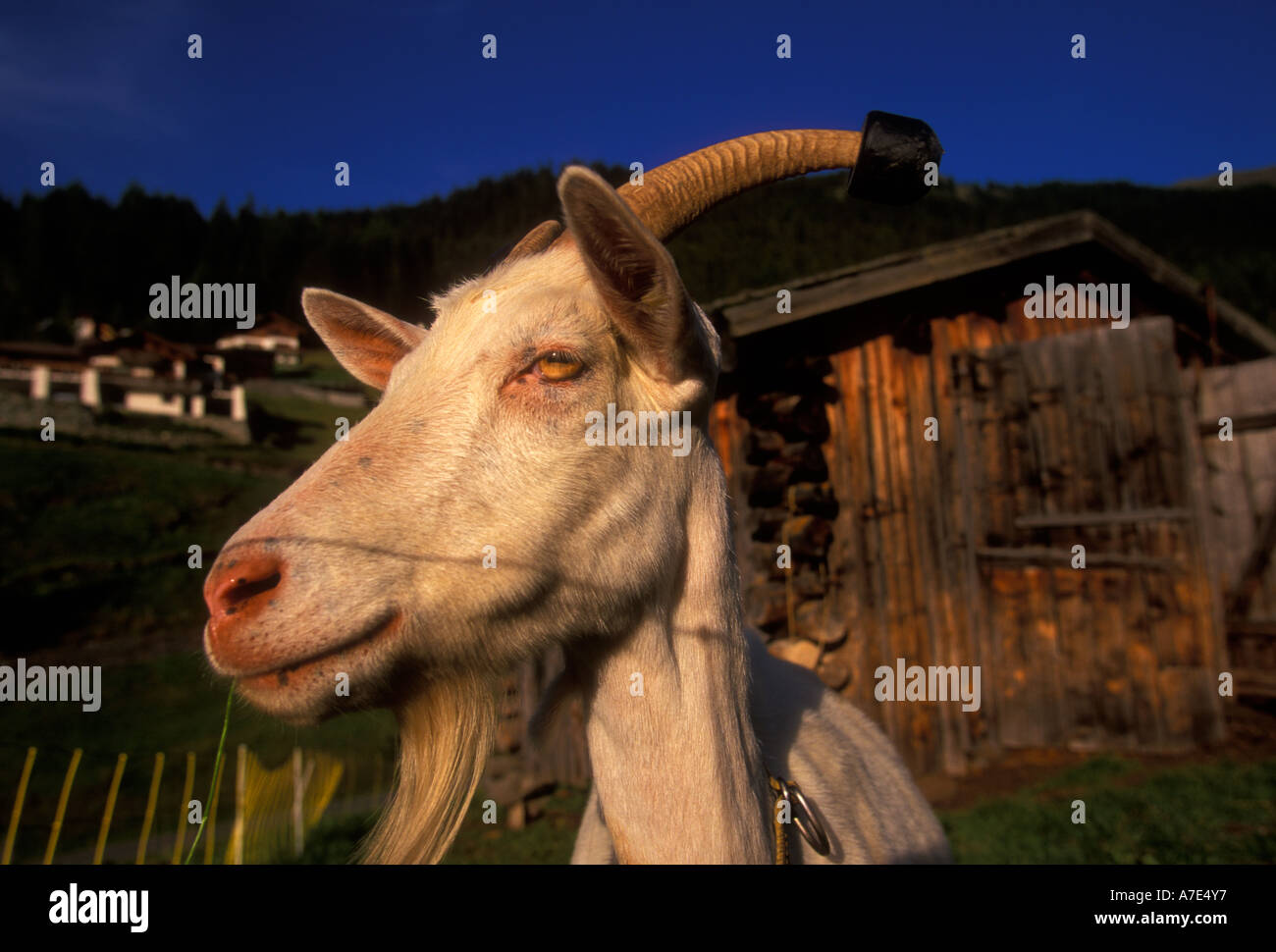 Saanen goat, goat, domestic animal, pasture, Davos, Upper Engadin, Graubunden Canton, Switzerland, Central Europe, Europe Stock Photo