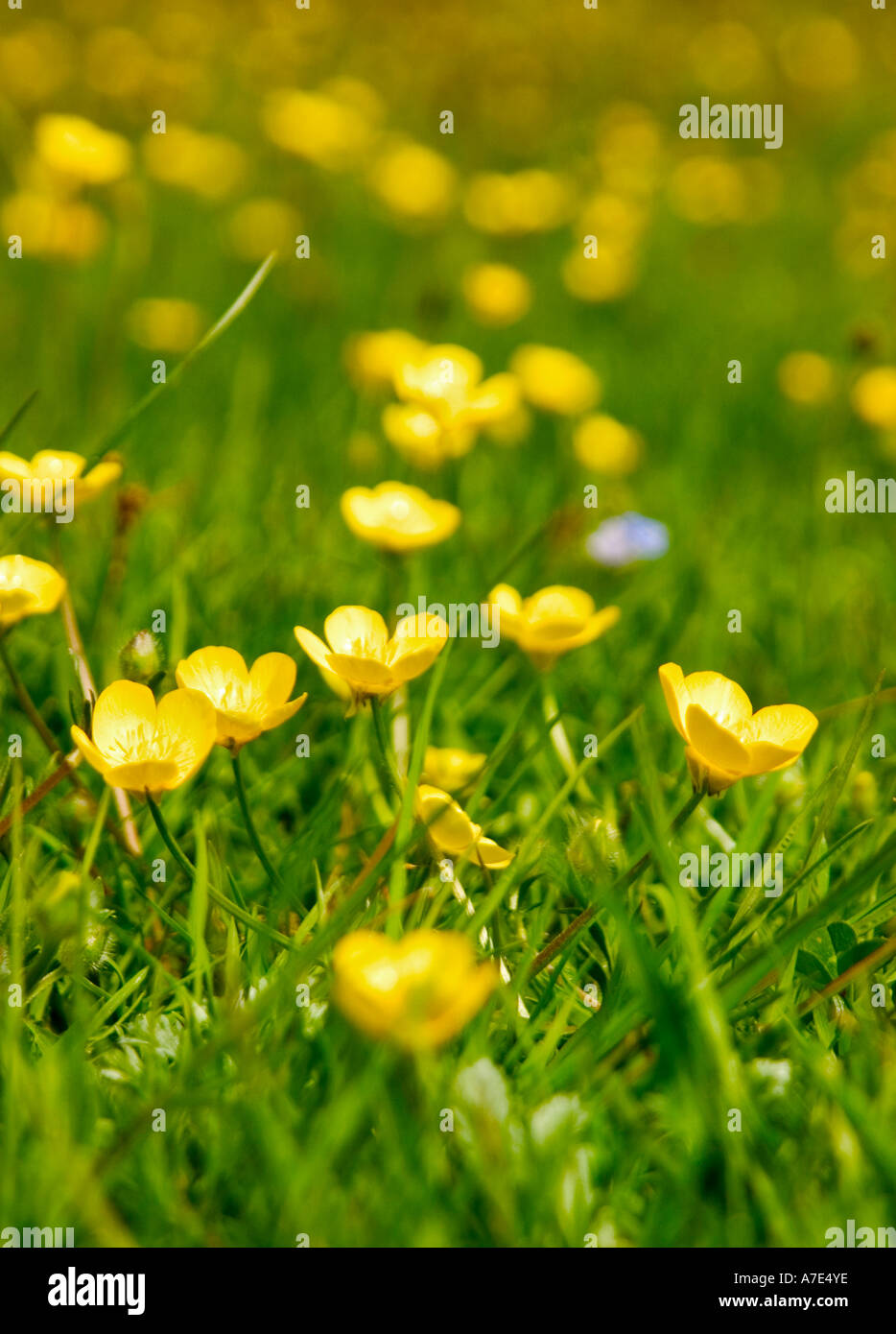 Full bleed shot of Buttercups 'Ranunculus acris' growing in pasture