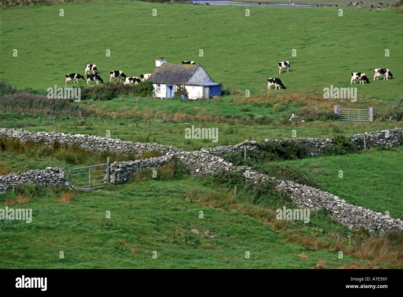 Europe Ireland Clare Ennis a farm with stone walls and cows Stock Photo