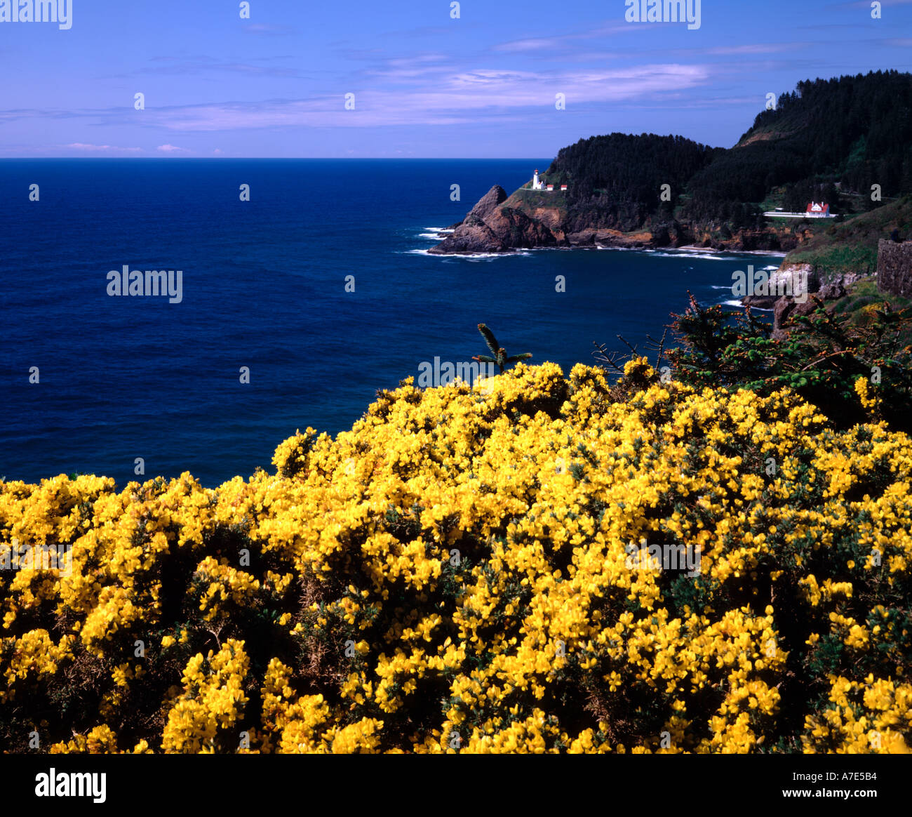 Heceta Head Lighthouse at Devils Elbow State Park in Oregon with wild gorse blooming in the foreground Stock Photo