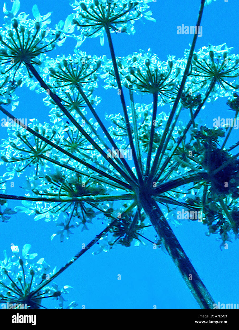 Abstract colorized image of Cow parsley 'Anthriscus sylvestris' - a native british wildflower shot in early summer UK Stock Photo
