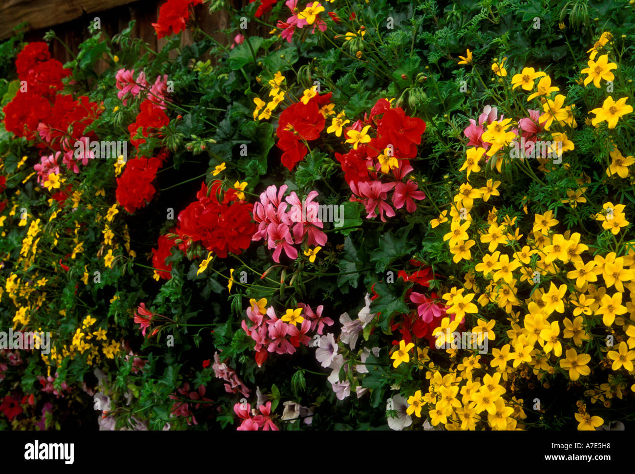 flowers in bloom on Chapel Bridge, flowers in bloom, Chapel Bridge