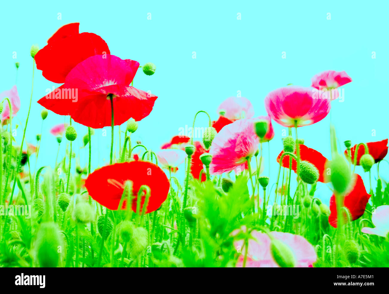 Poppy field colorized with a bright blue sky Stock Photo