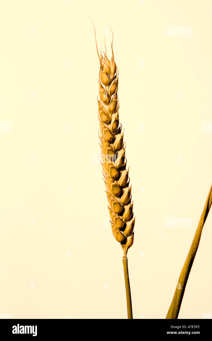 Studio shot of single ear of wheat 'Triticum' Stock Photo