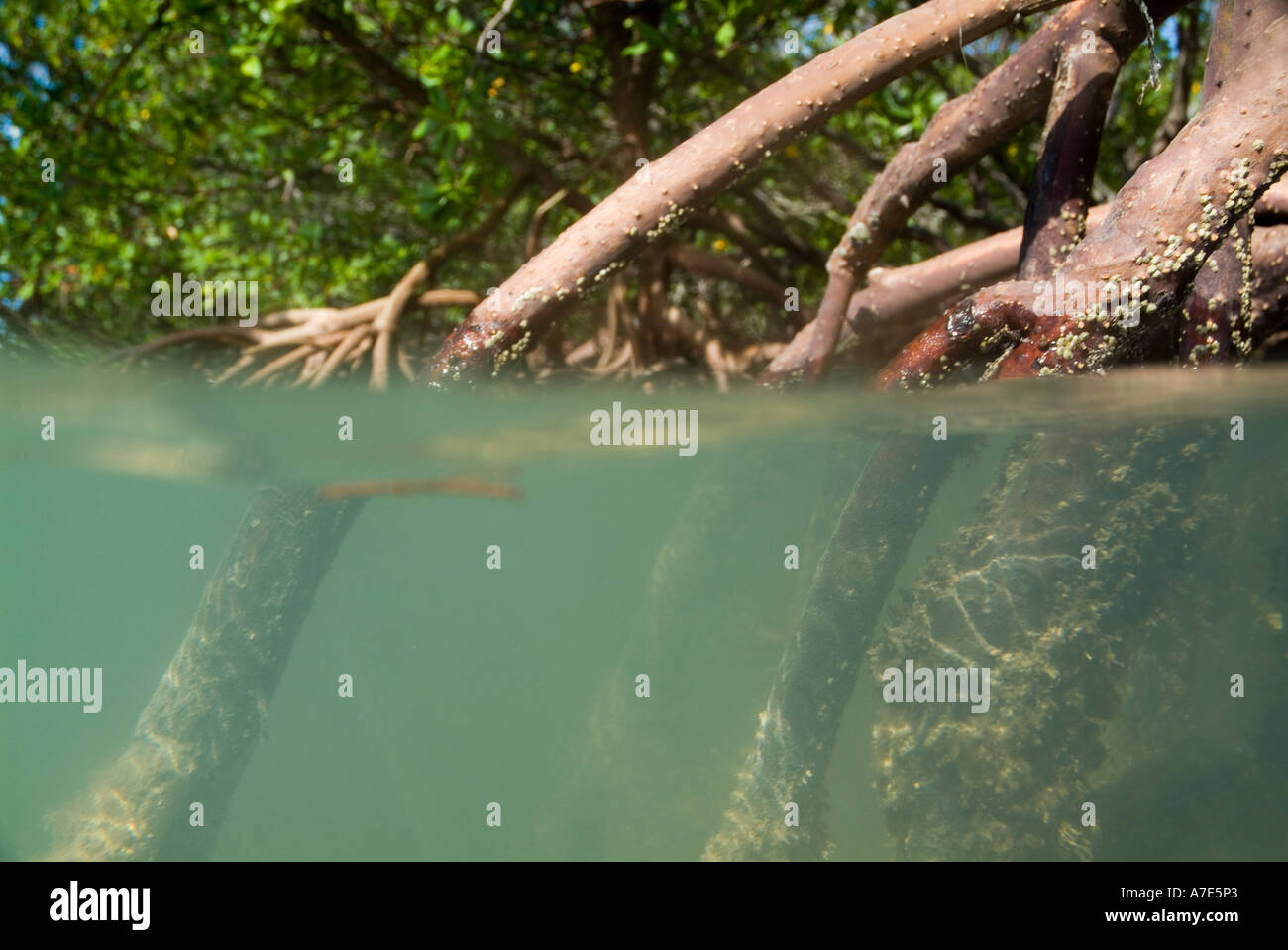 Mangroves and their roots underwater at Cayo Jutias, Cuba Stock Photo