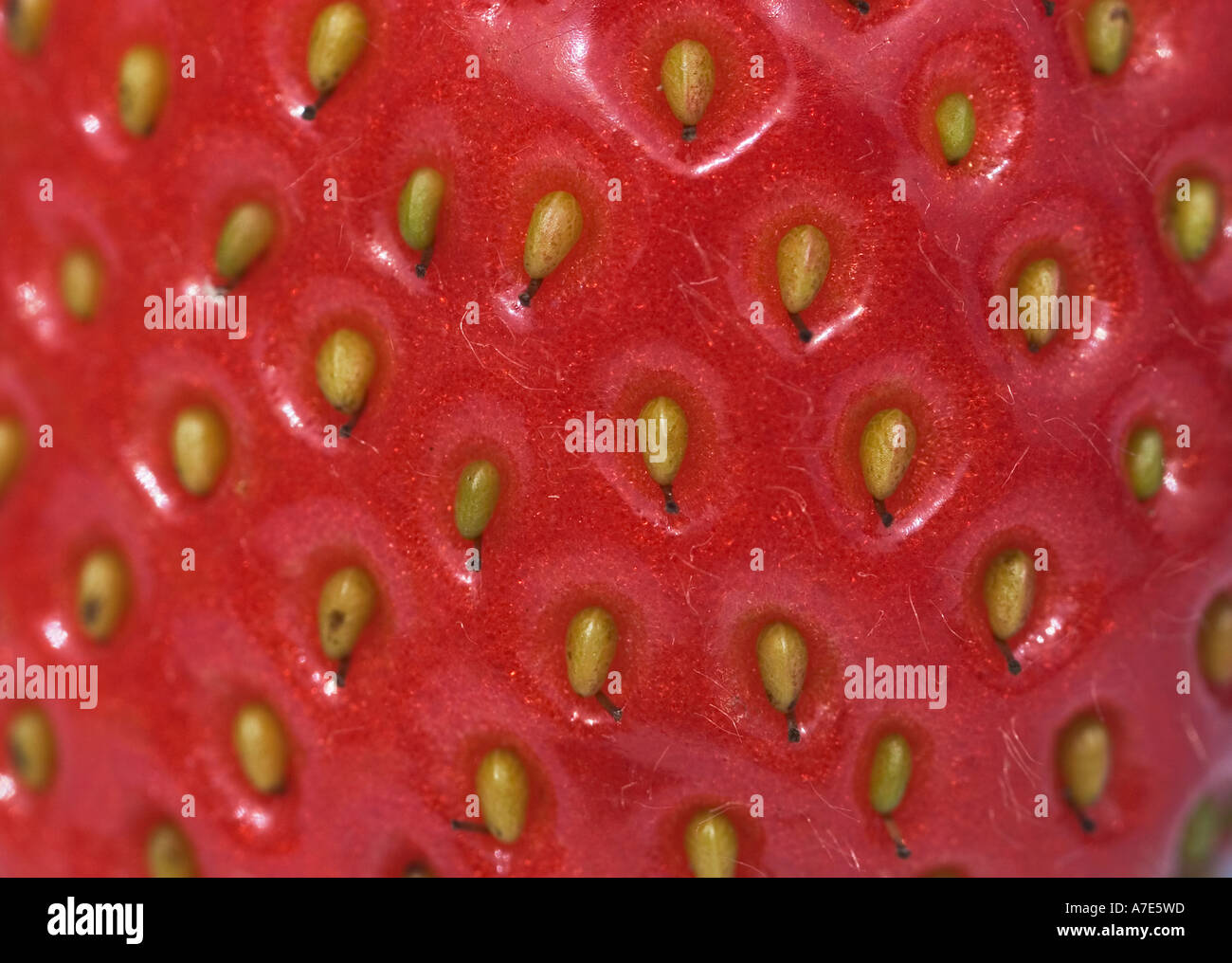 Icon strawberry fragaria hi-res stock photography and images - Alamy