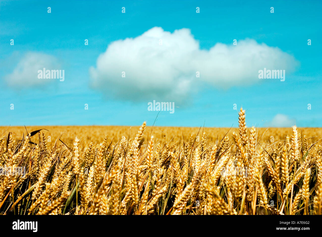 Wheat field in late summer before harvest shot in england UK Stock Photo