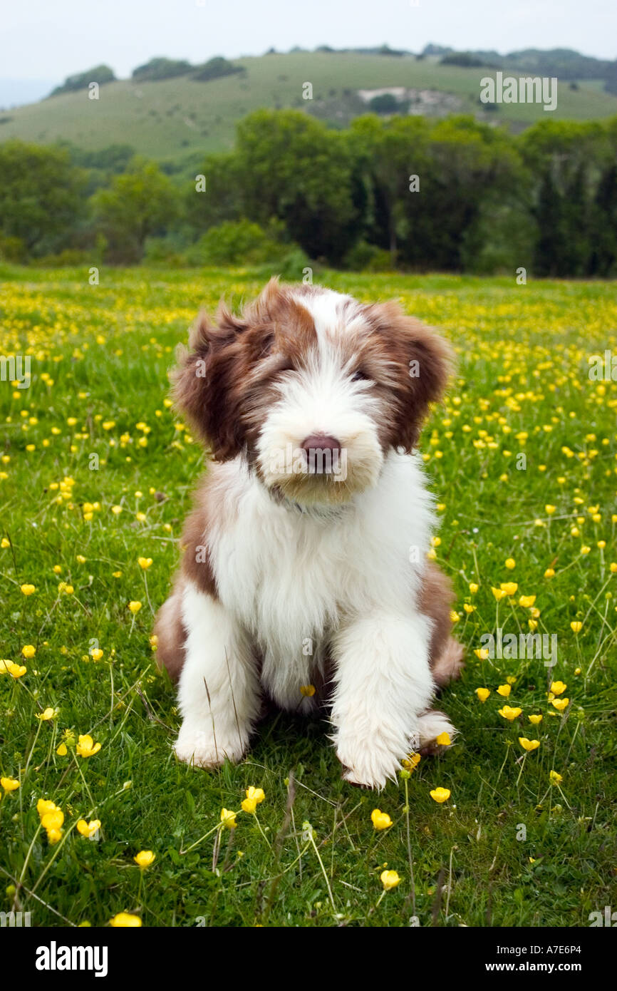 Bearded collie puppy aged around 4 months shot on the south downs east sussex UK Stock Photo