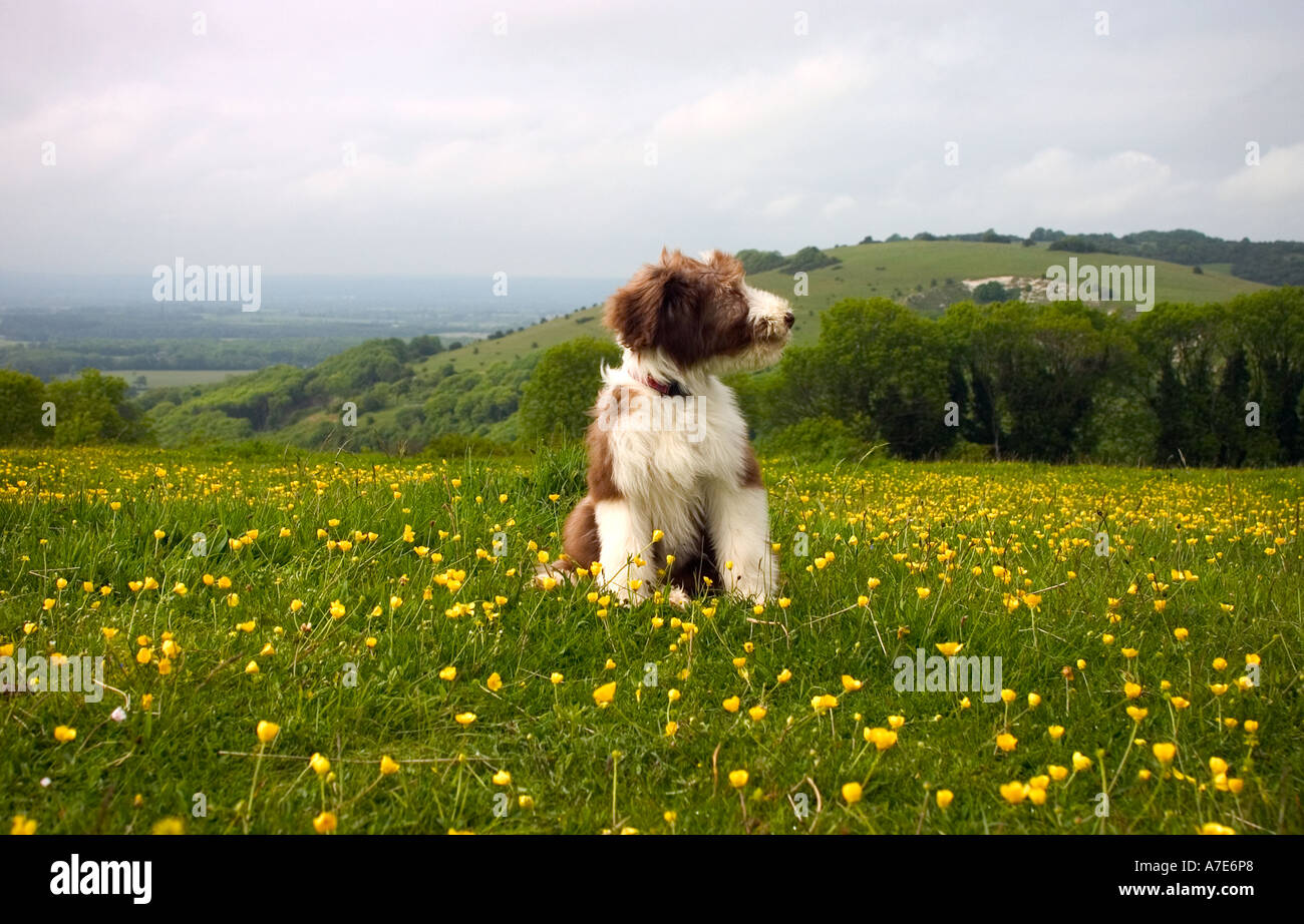 Bearded collie puppy aged around 4 months shot on the south downs east sussex UK Stock Photo