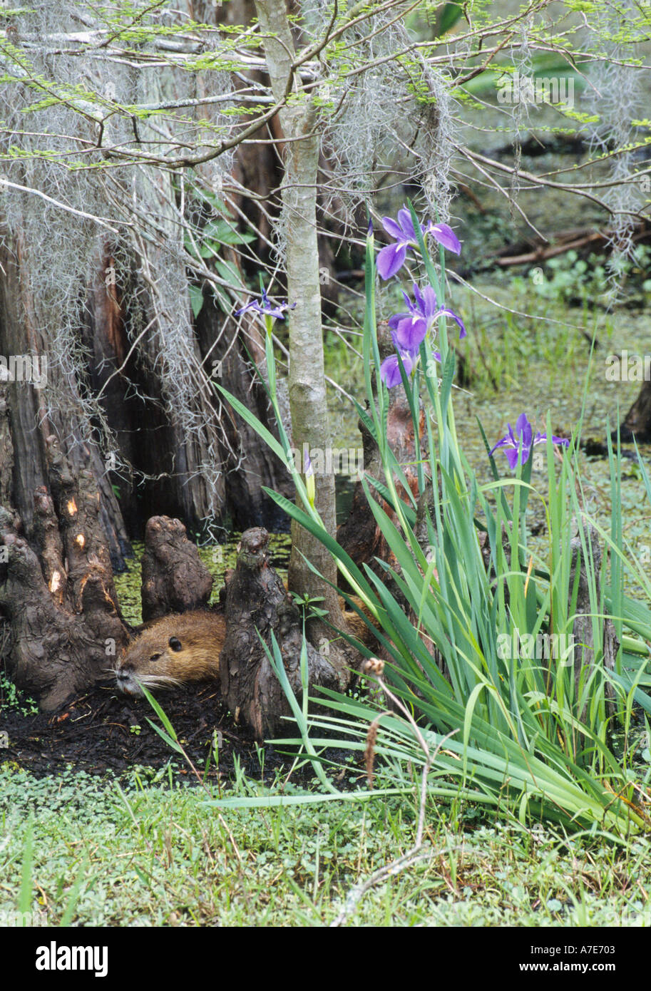 A Nutria peaks out from baldcypress roots next to a purple Louisiana Iris. Stock Photo