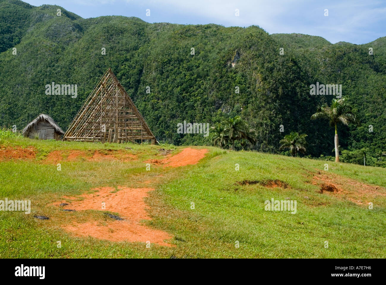 Hut with a traditional thatched roof with coconut trees and the Mogotes in the background, Vinales Valley, Cuba. Stock Photo