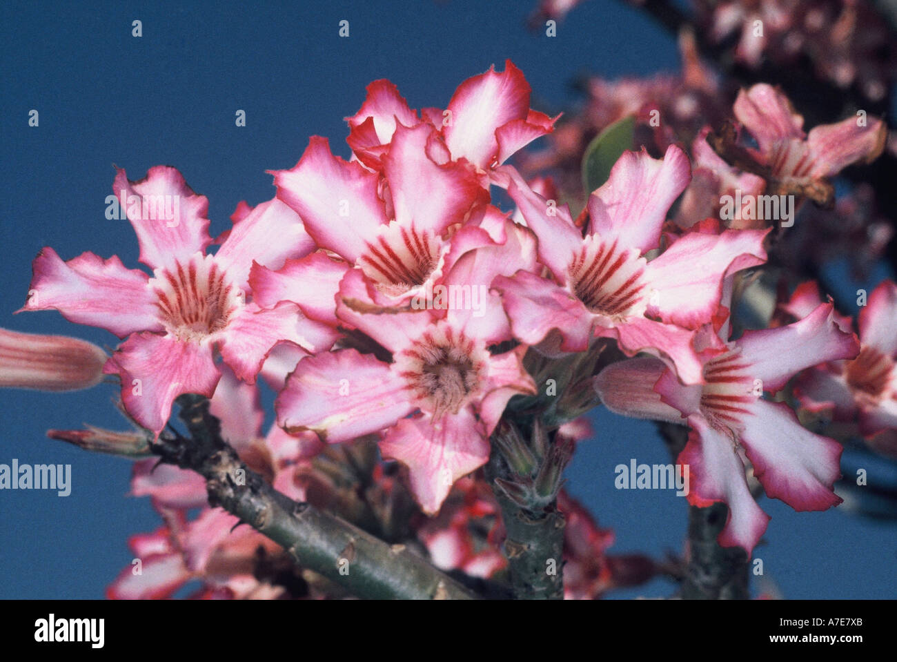 Sabi Star, Adenium obesum multiflorum Stock Photo - Alamy