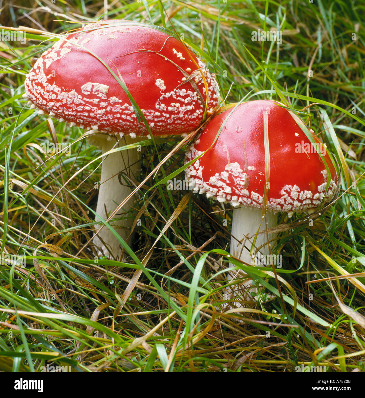 Fly agaric mushrooms North Wales UK Stock Photo