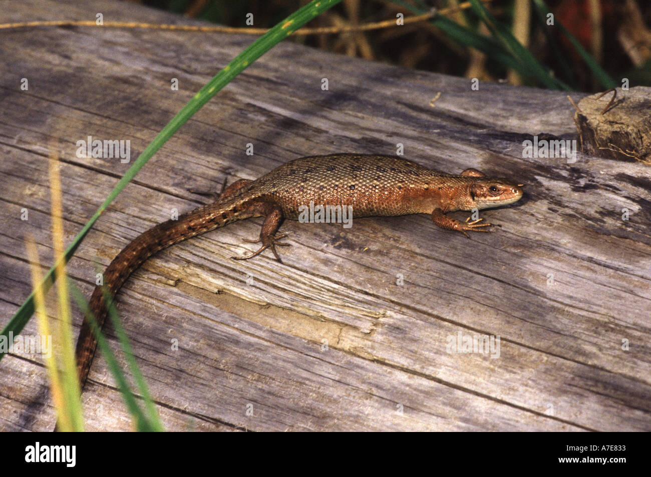 Common Lizard Pregnant female lacerta vivipara UK Stock Photo