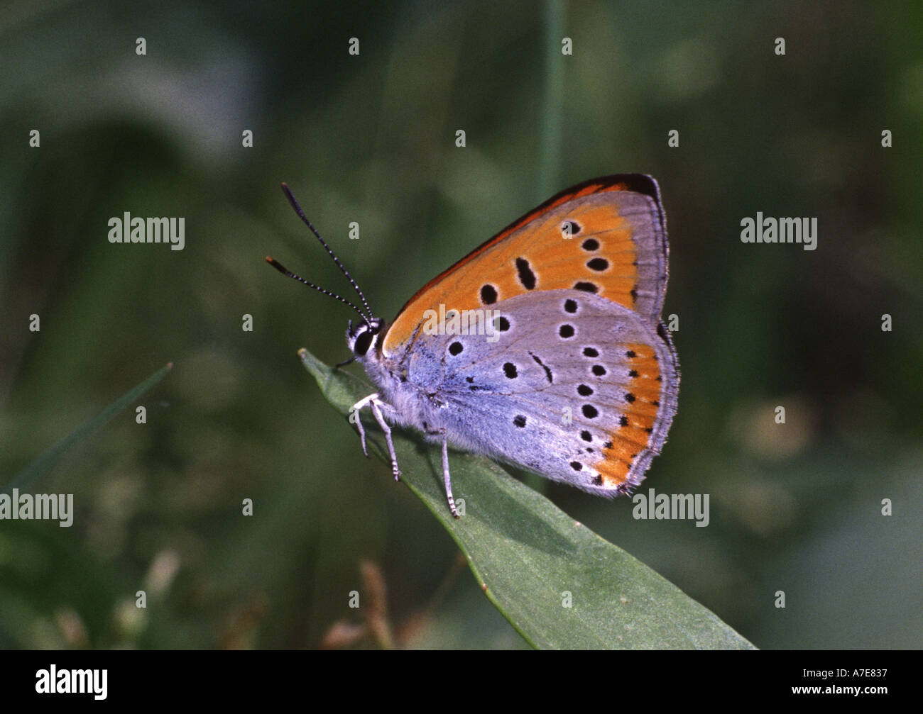 Large Copper Butterfly lycaena dispar Stock Photo