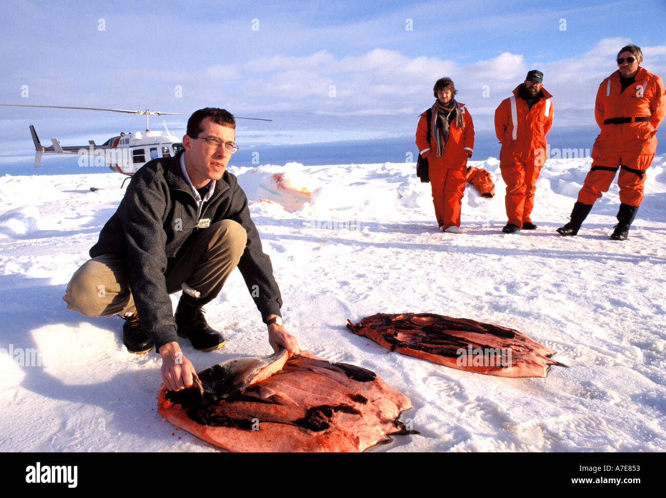 International Fund for Animal Welfare checking on left behind seal carcass Stock Photo