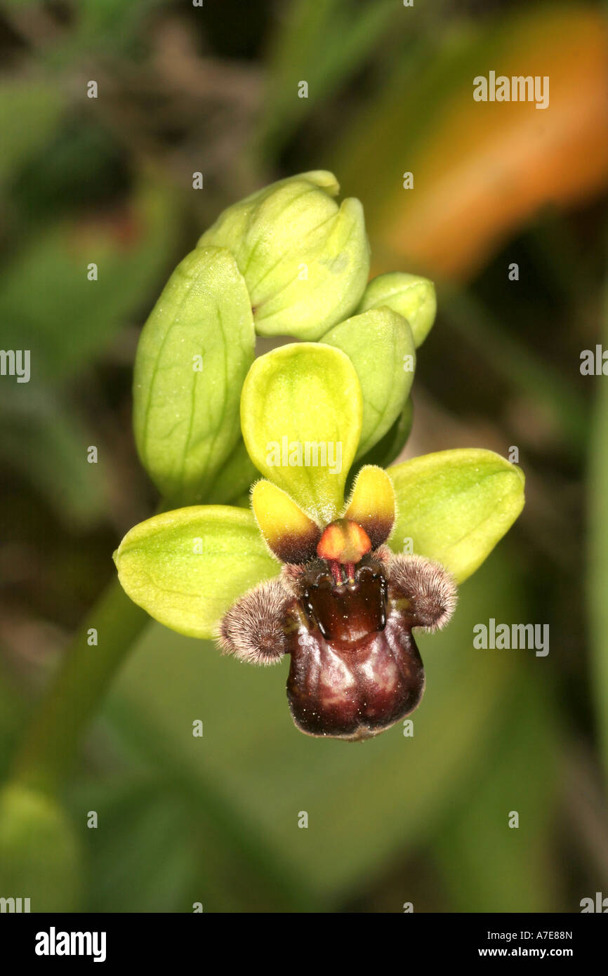 Wild Bumblebee Orchid Ophrys bombylifera Algarve Portugal Europe Stock Photo