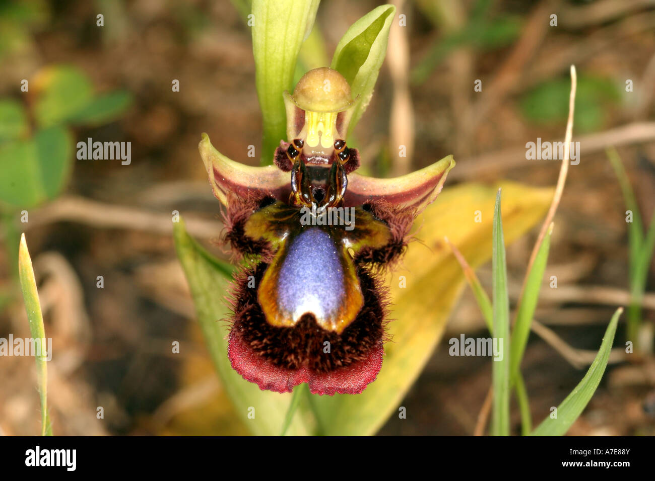 Mirror Bee Orchid Ophrys Speculum ciliata Algarve Portugal Europe Stock Photo