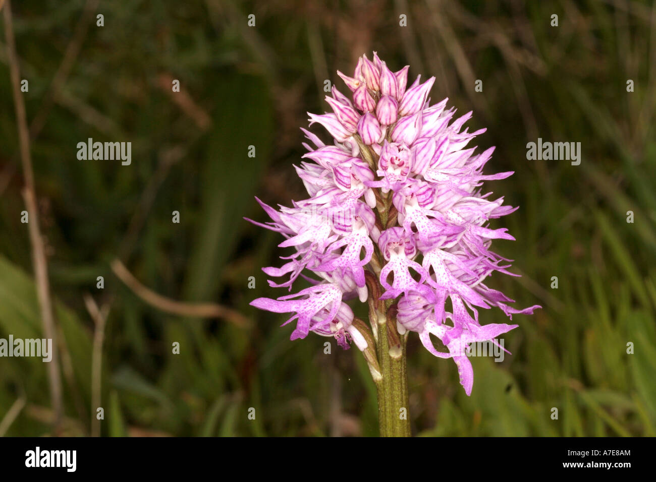 Orchis italica Naked Man Orchid Algarve Portugal Europe Stock Photo