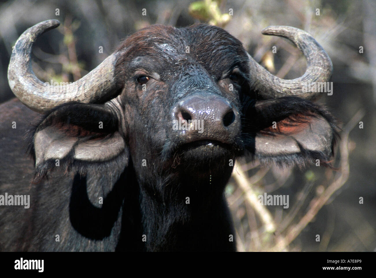 portrait of a buffalo cow, Syncerus caffer Stock Photo