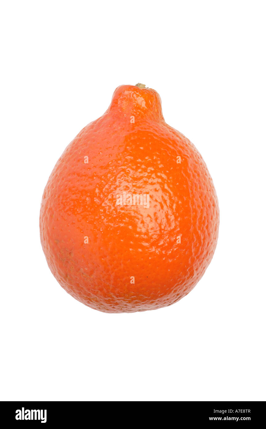 Tangelo Mineola sometimes miniola a cross between tangerine and grapefruit  Stock Photo - Alamy