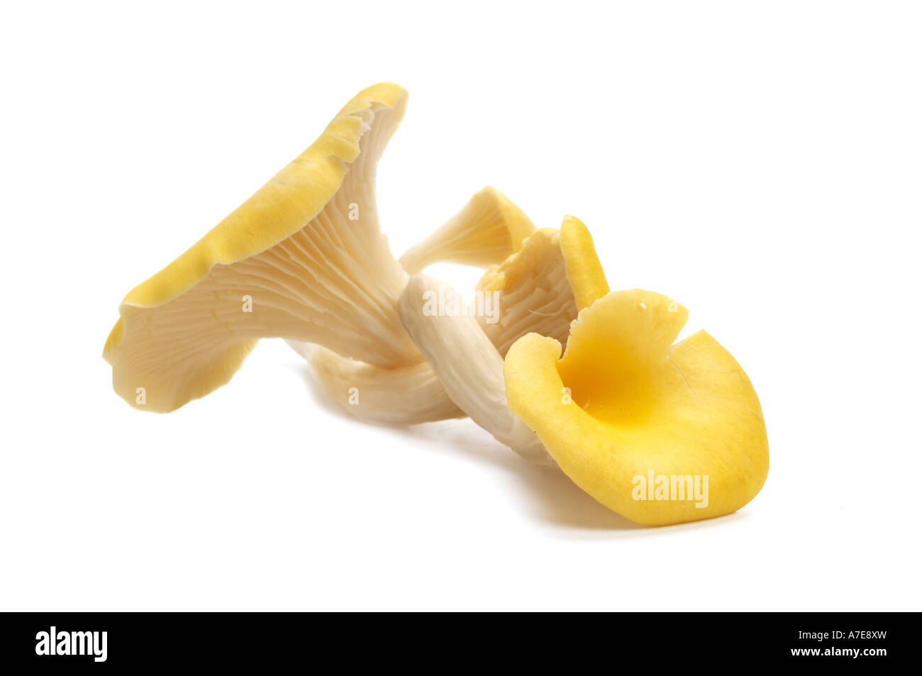 Yellow Oyster mushrooms Stock Photo Alamy