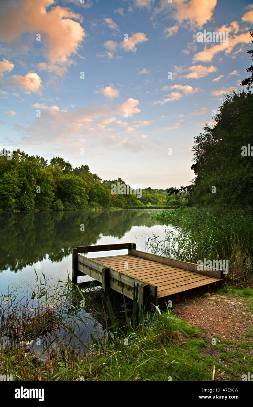 Cannop Ponds, Forest of Dean, Gloucestershire, England Stock Photo Alamy