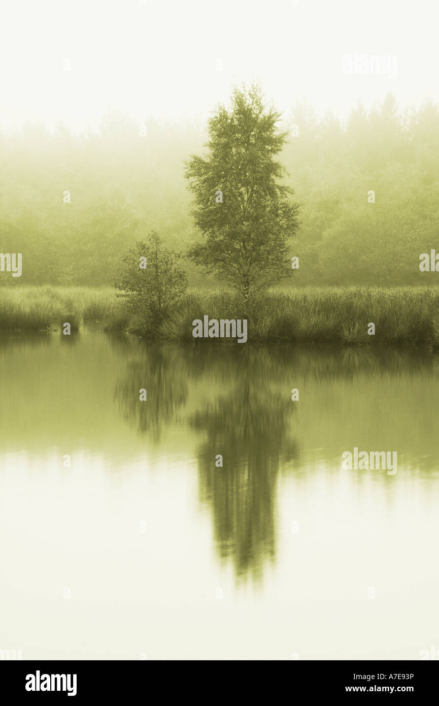 Lakeside trees in the mist Stock Photo - Alamy