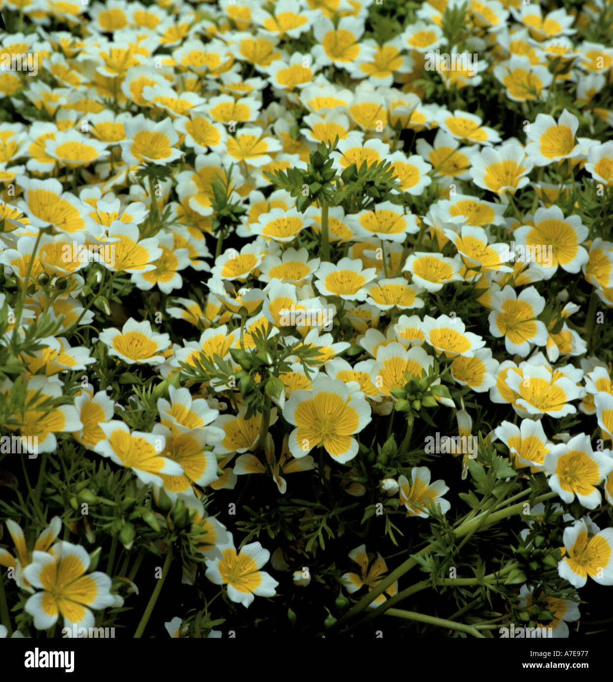 Limnanthes or Poached egg plant (Limnanthes douglasii). Stock Photo