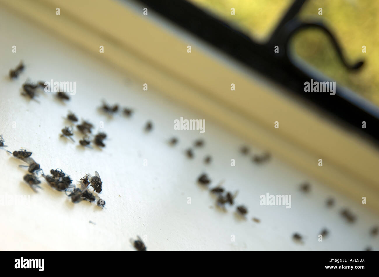Dead Flies On Window Sill Stock Photos Dead Flies On Window Sill