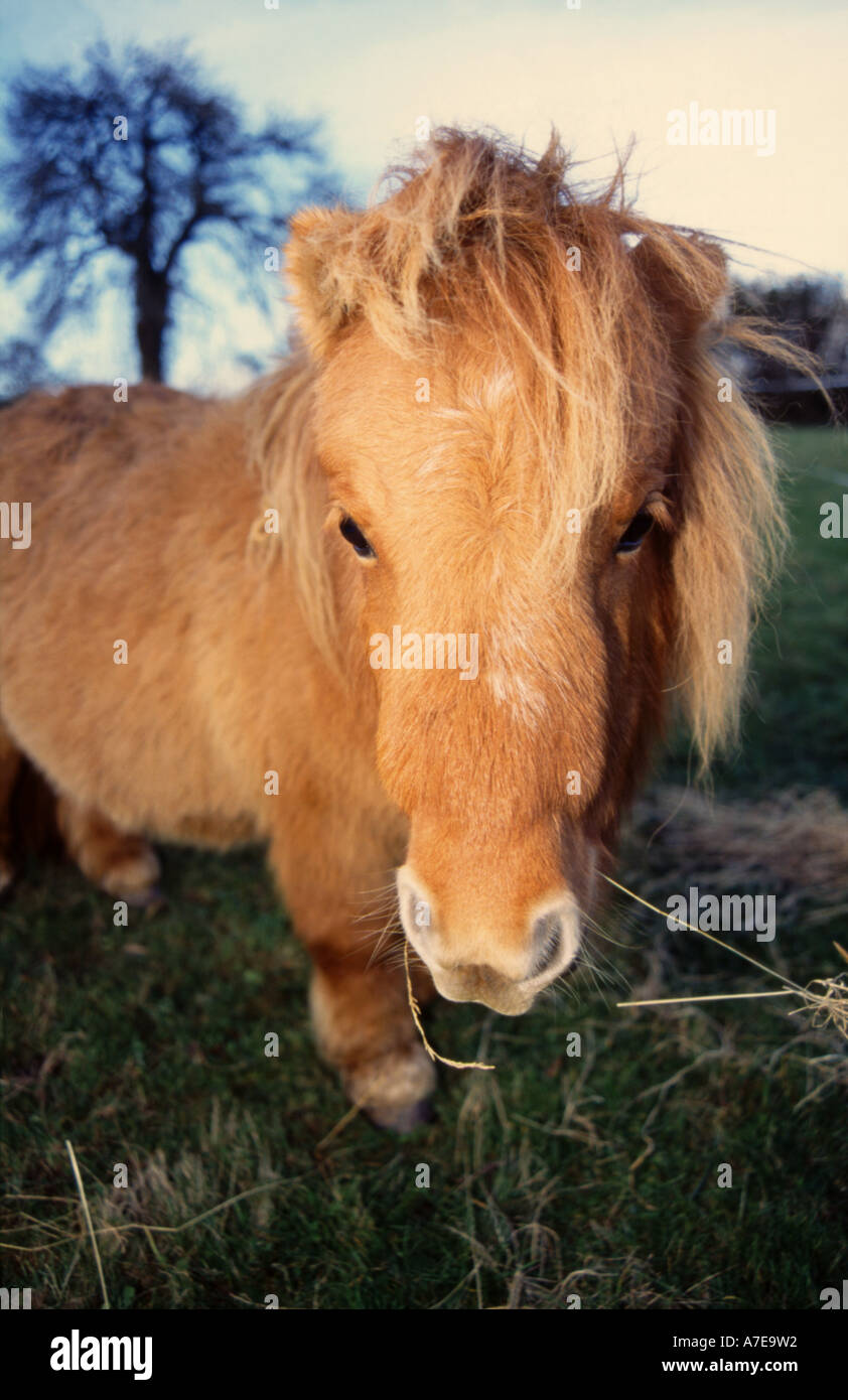 Miniature pony Stock Photo