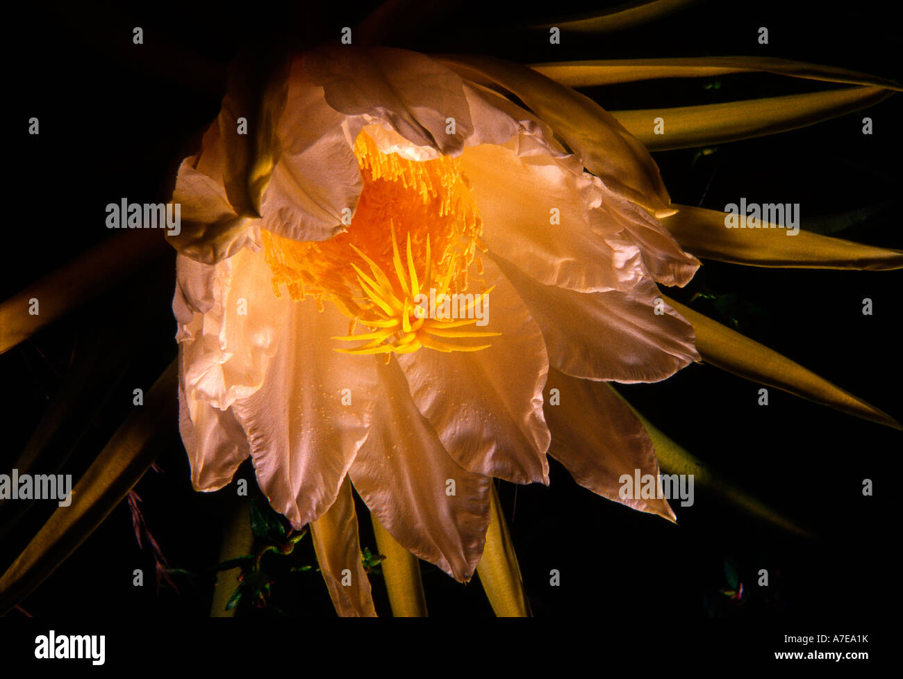 cactus flower at night with black background Stock Photo Alamy