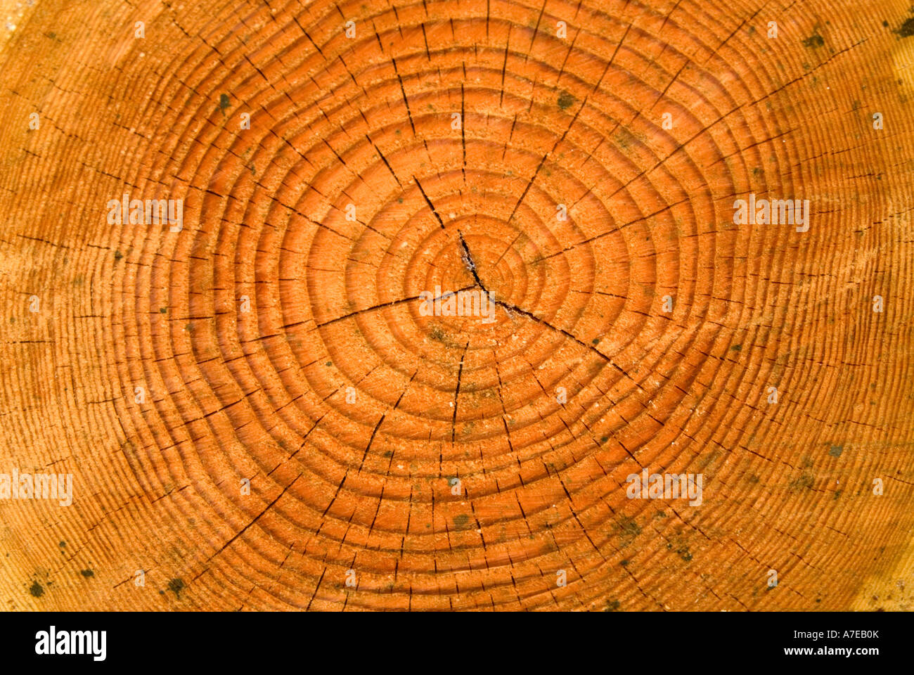 growth rings on a tree trunk Stock Photo Alamy
