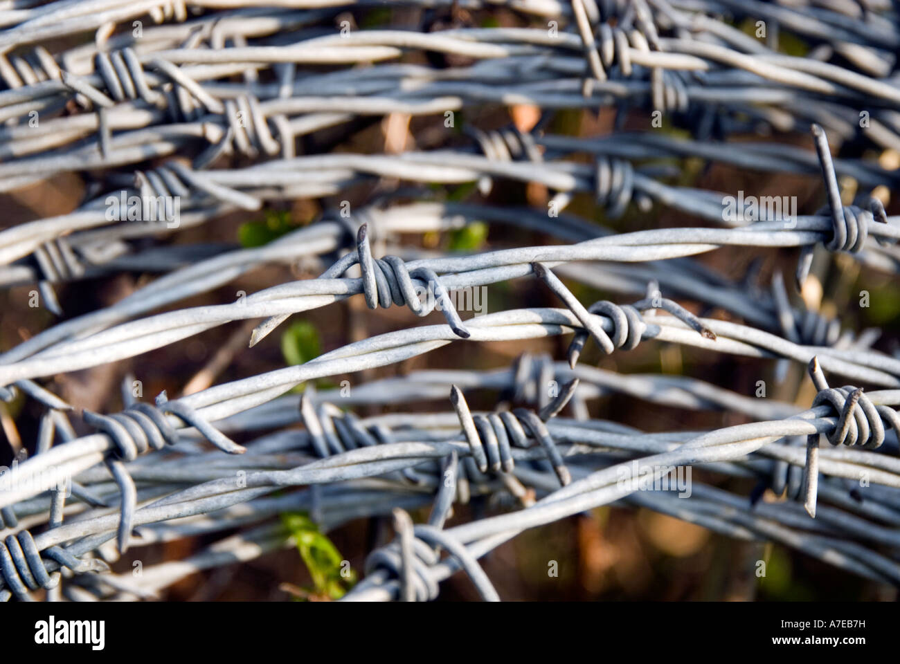 coil of barbed wire Stock Photo Alamy