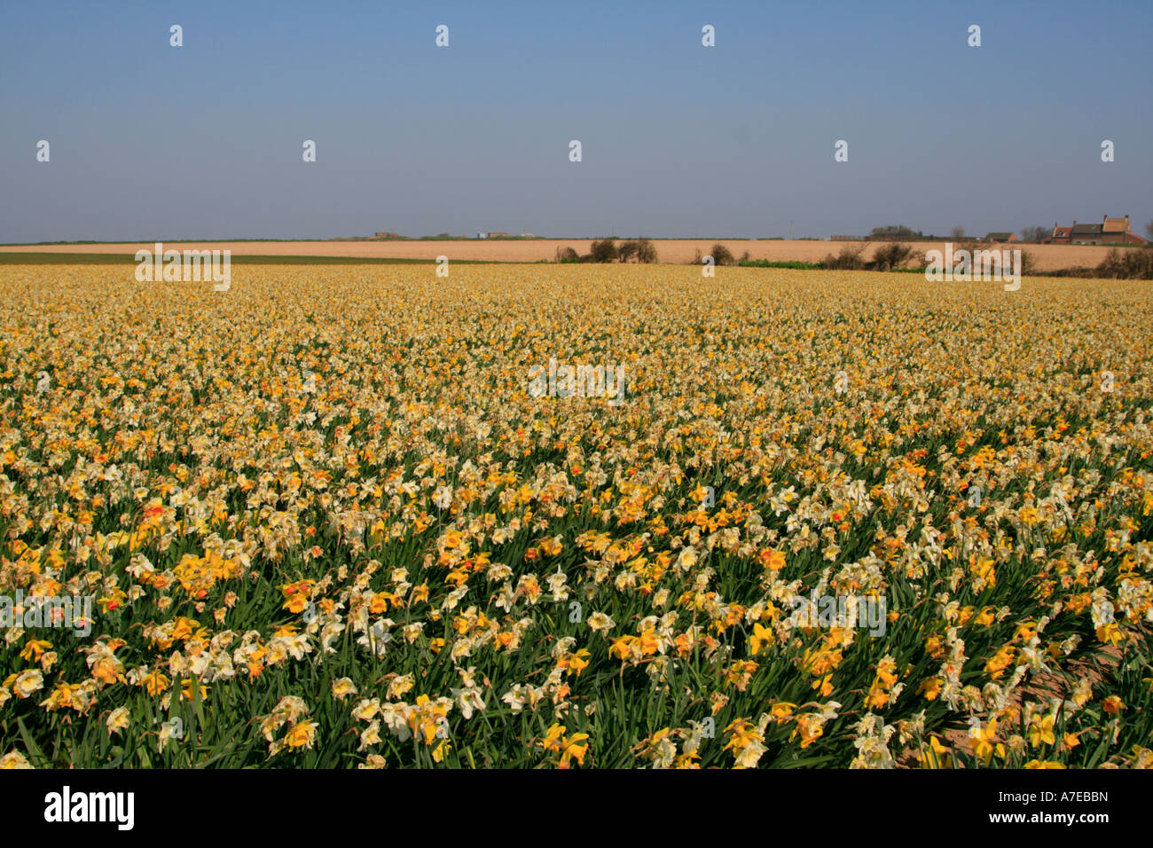 daffodil fields commercial growing east anglia norfolk england uk gb