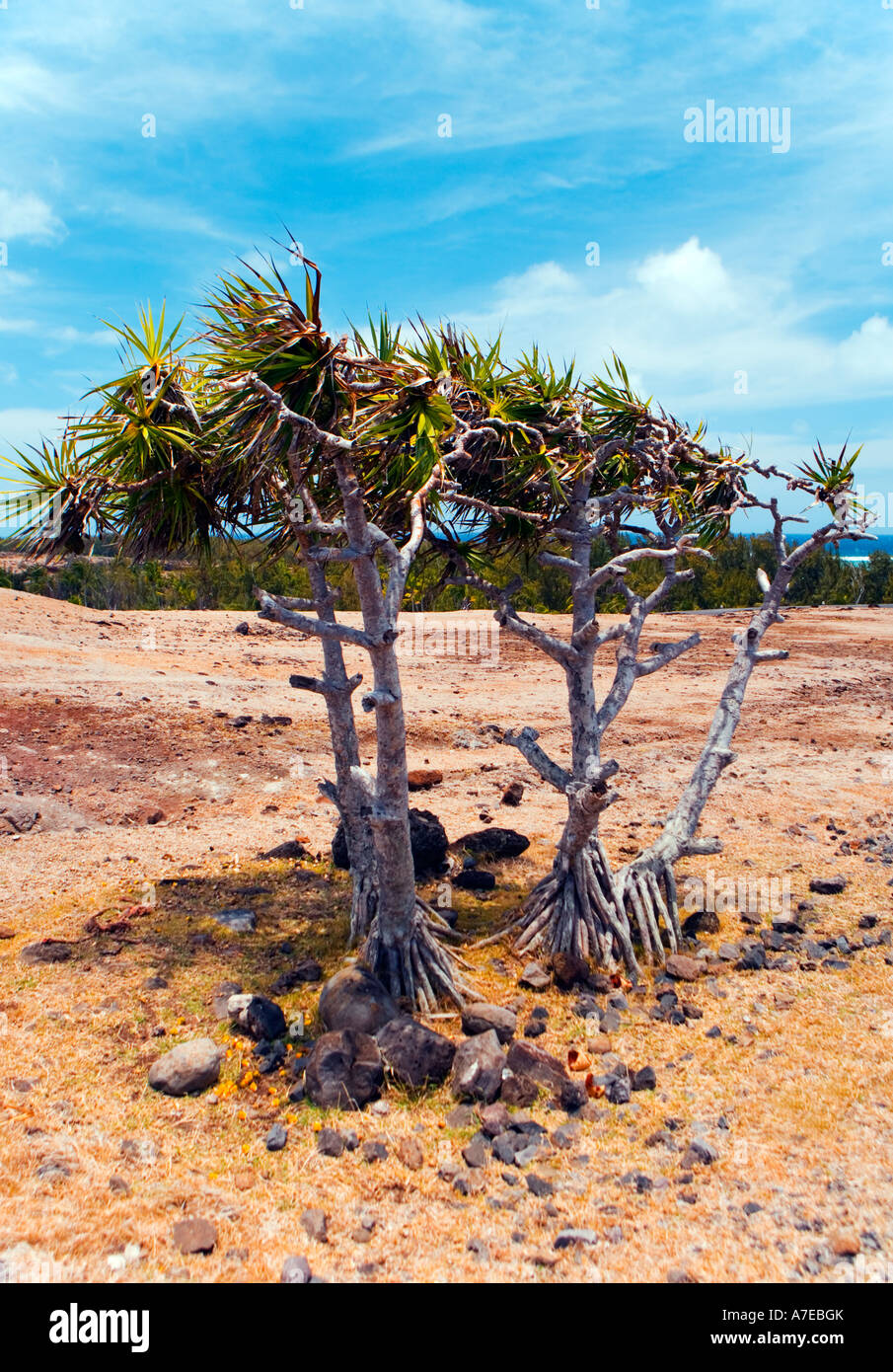 Young Vacoas in the hot sun in Rodrigues Stock Photo