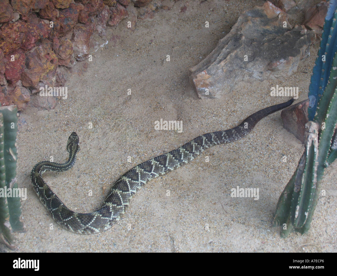 Brazilian Rattle Brazilian rattlesnake, in Brasilia-BR Stock Photo - Alamy