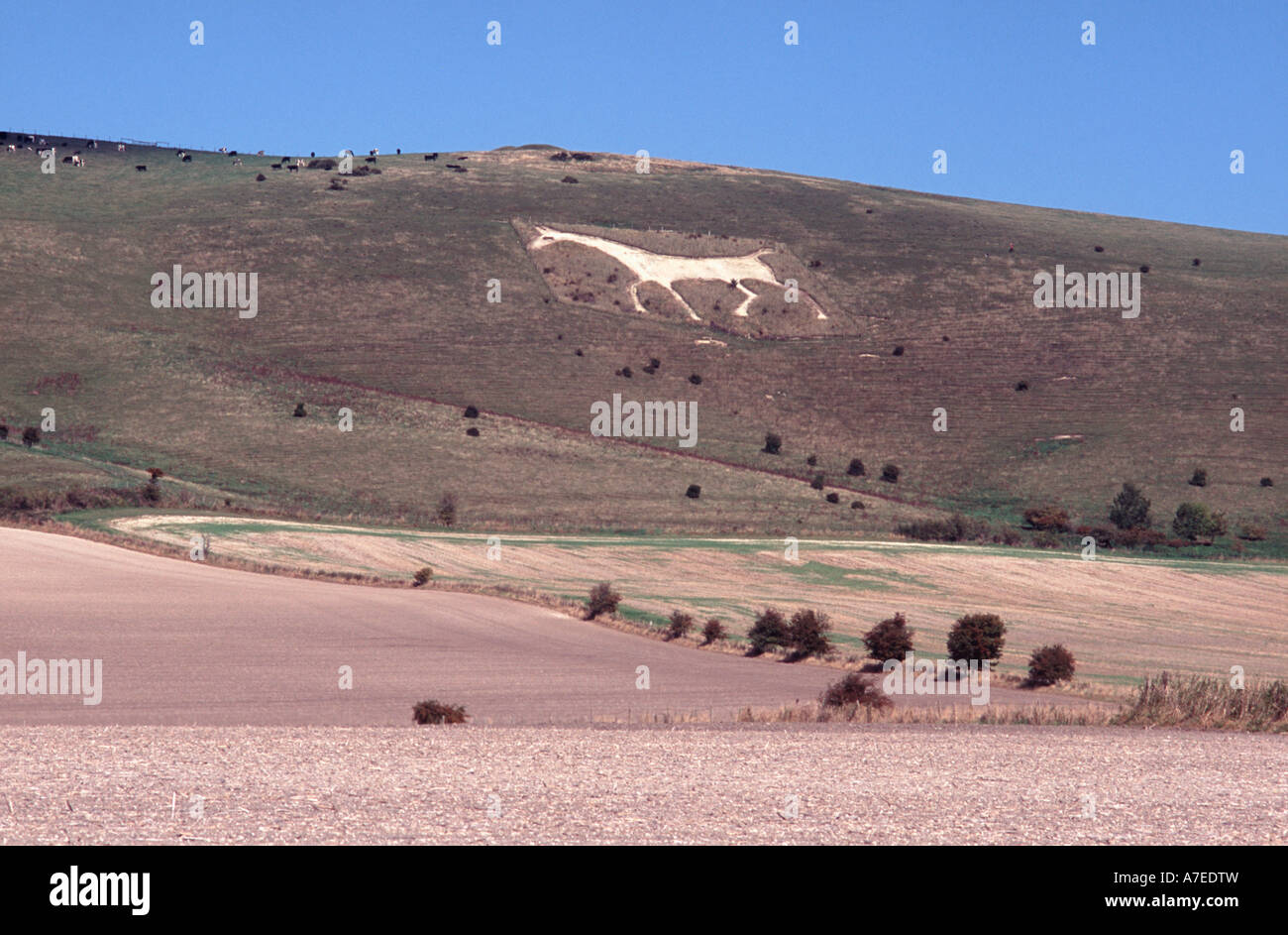 The White Horse on Milk Hill, near Alton Barnes, Vale of Pewsey