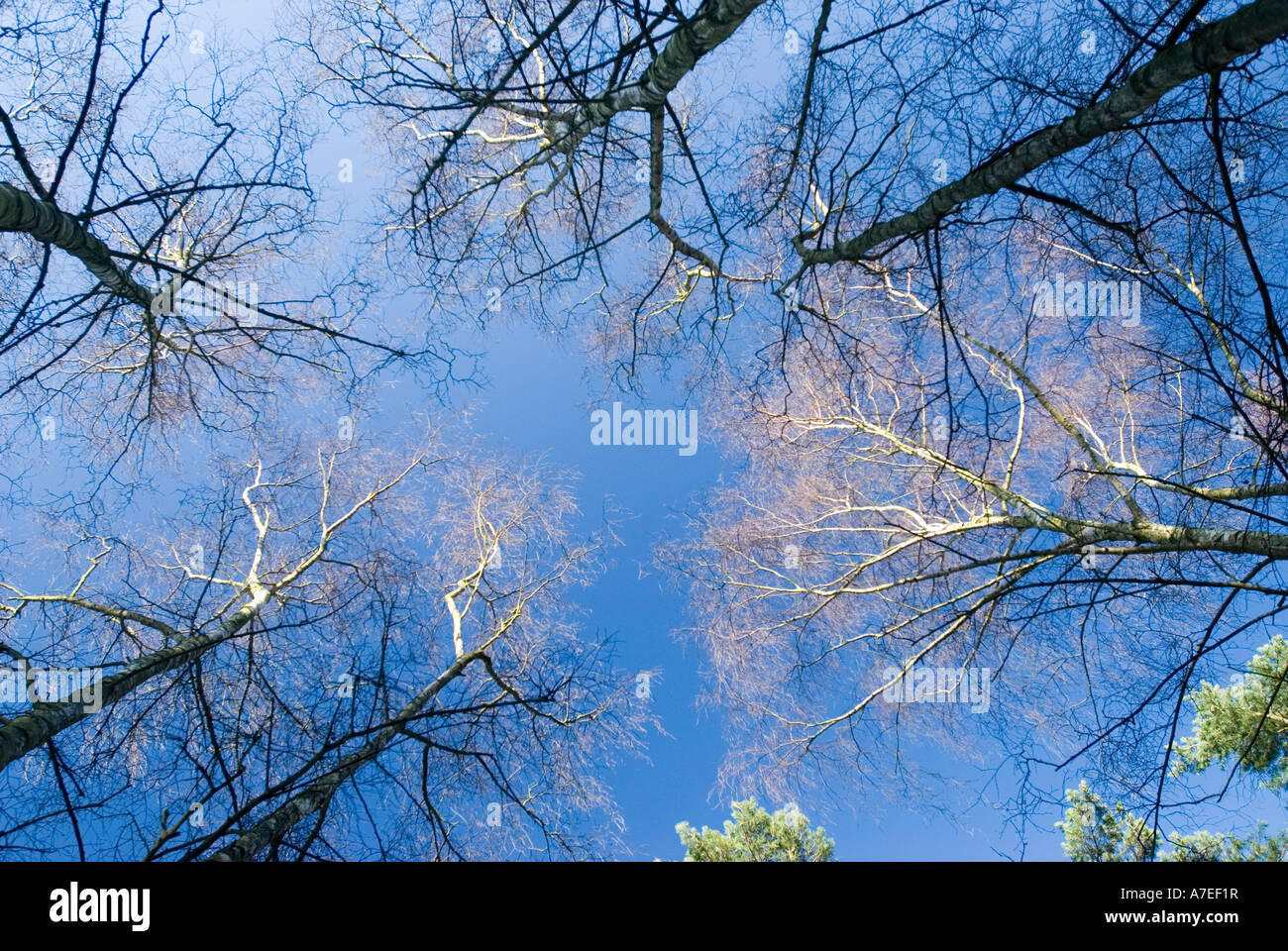 Low angle view of a trees growing at Chicksands wood Bedsfordshire UK Stock Photo Alamy
