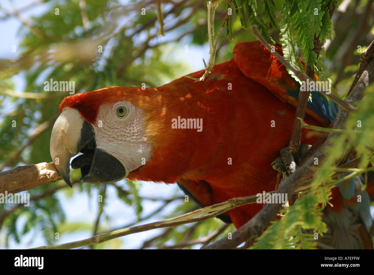 Parrot perched on a tree Stock Photo