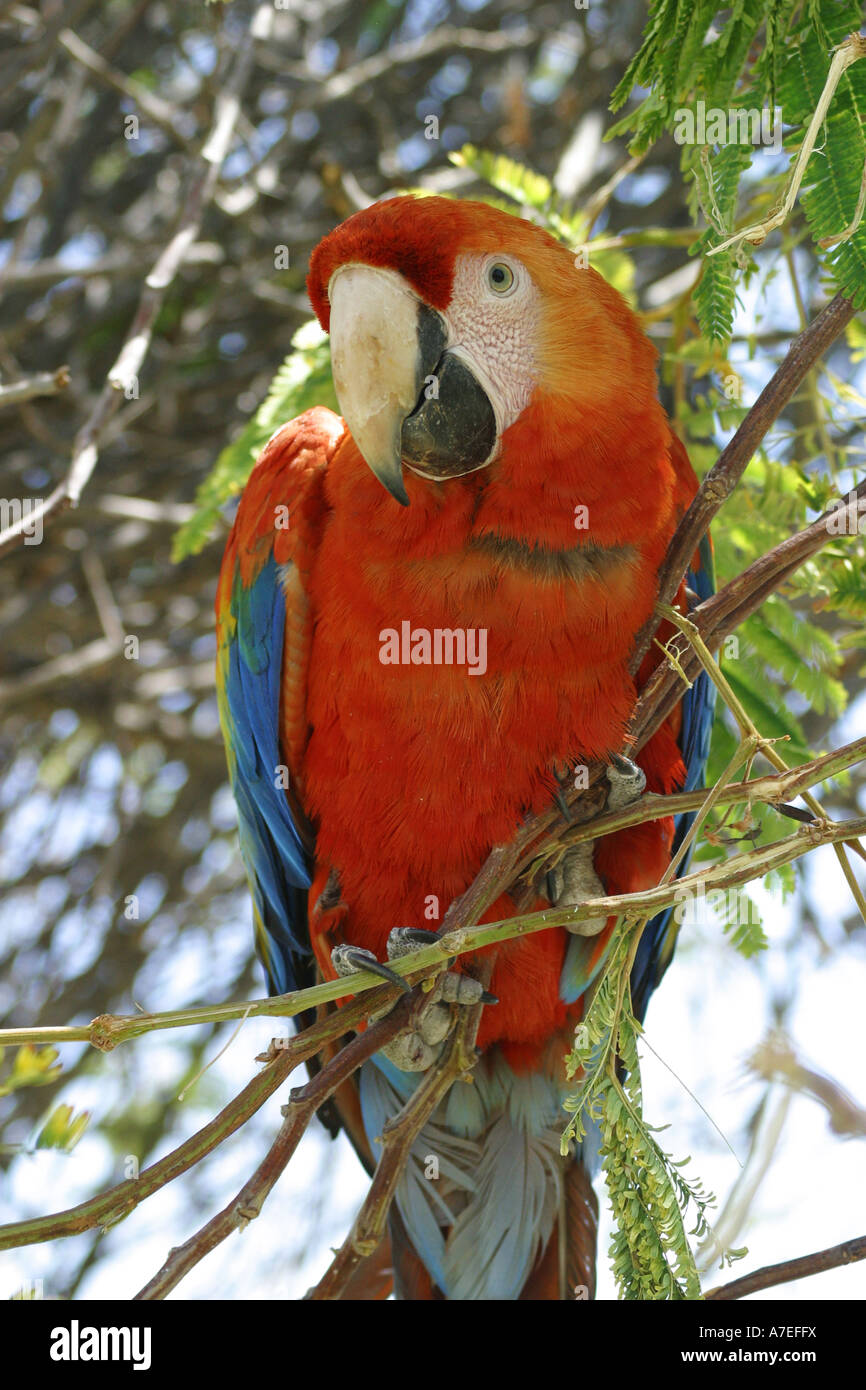 Parrot perched on a tree Stock Photo