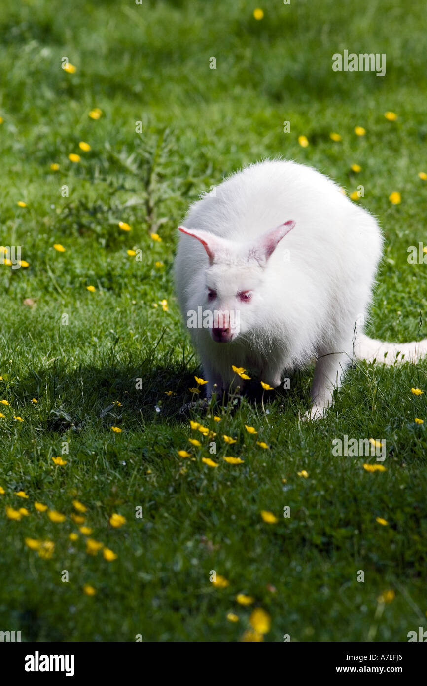 Eskilstuna Parken Zoo High Resolution Stock Photography and Images - Alamy