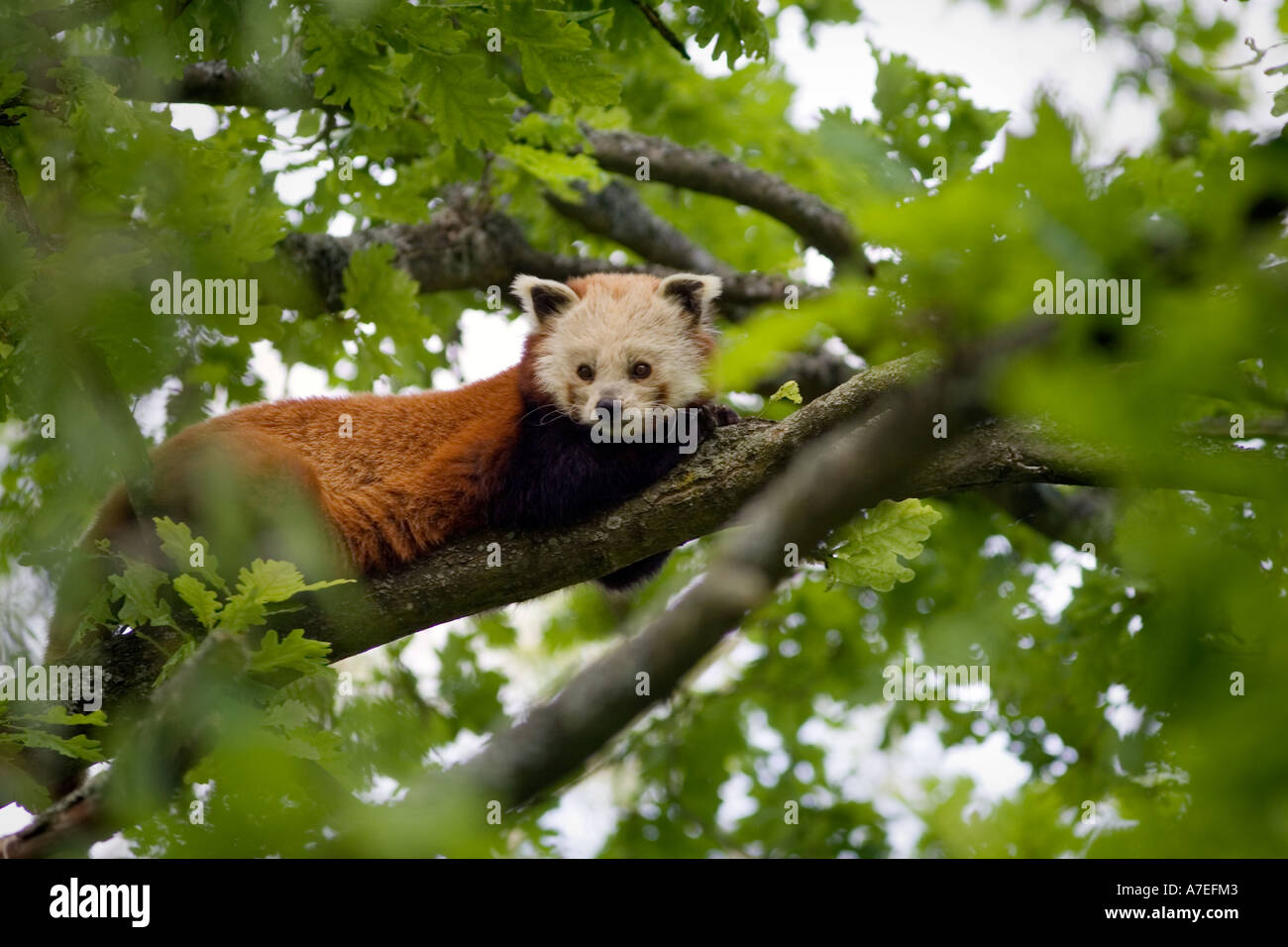 Red Panda (Ailurus fulgens) Stock Photo