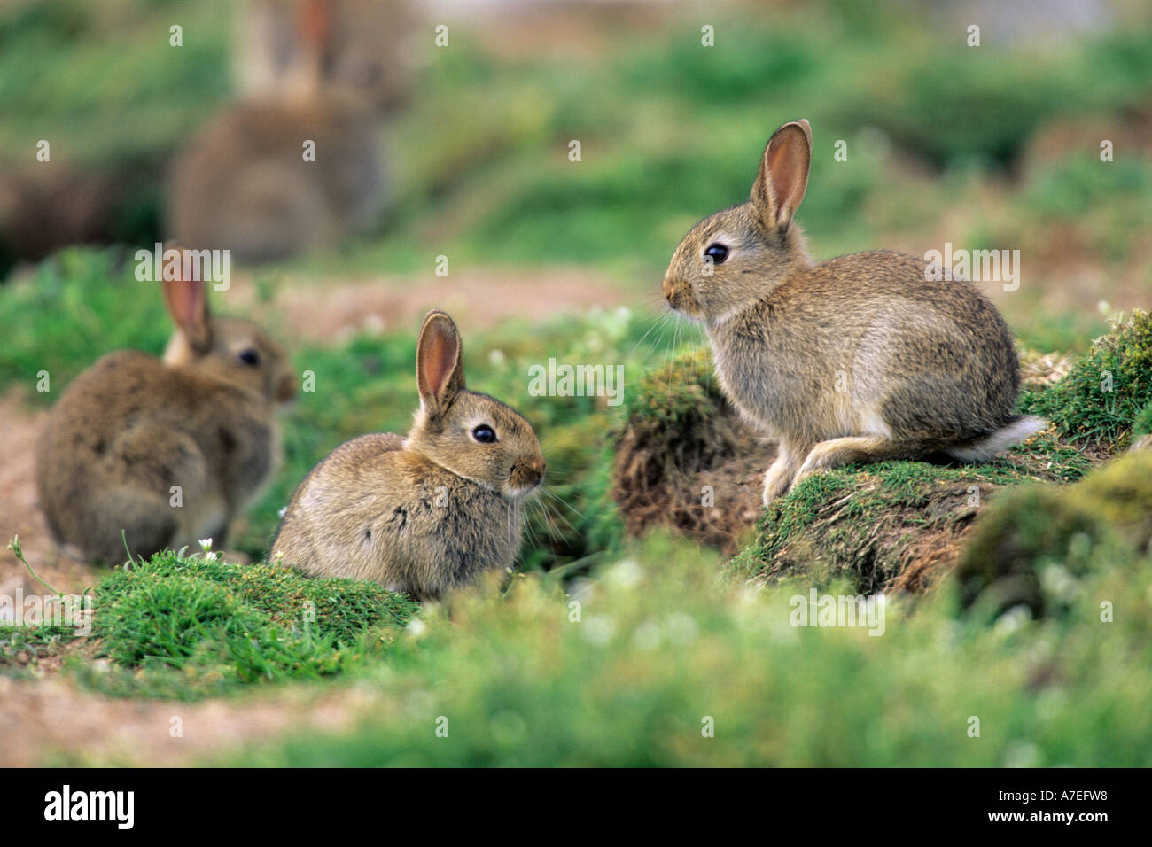 Wild Rabbit Oryctolagus cuniculus Stock Photo - Alamy