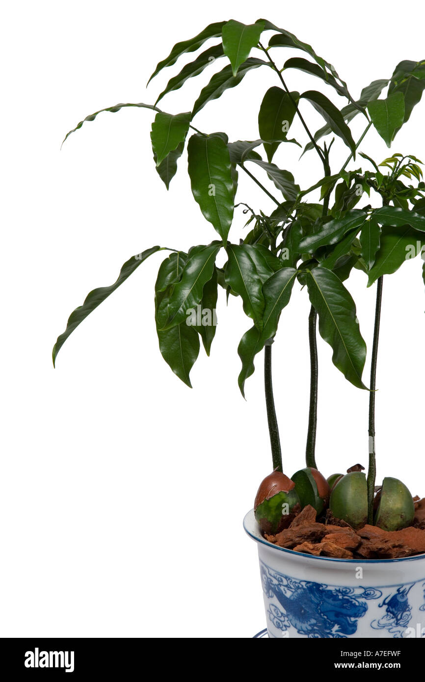 Ginseng Ficus (Ficus retusa) Stock Photo